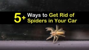 how to get rid of spiders in your car titleimg1