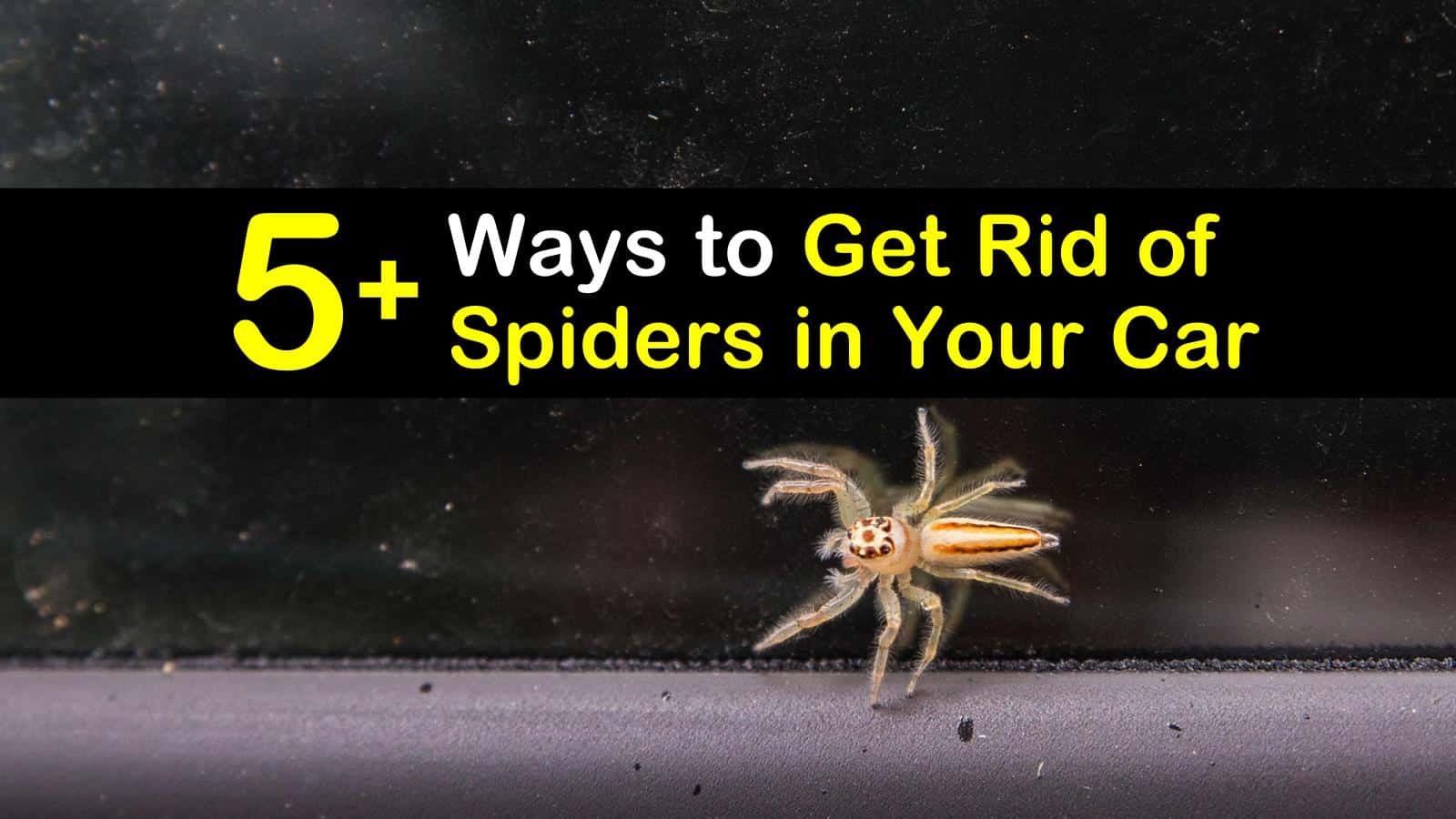 how to get rid of spiders in your car titleimg1