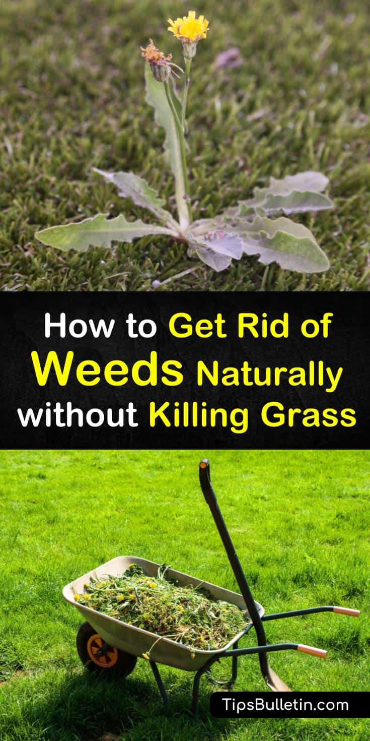 Learn different strategies for how to get rid of weeds naturally without killing grass. Use boiling water, dish soap, and other natural weed killers to remove dandelions and crabgrass. Try preventative measures like mulch or mowing to assist weed control. #diy #weeds #naturally #grass