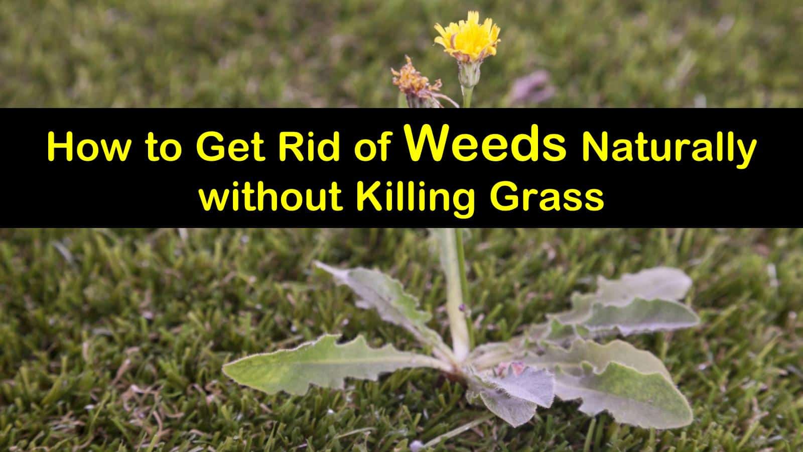 how to get rid of weeds naturally without killing grass titleimg1