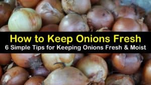 how to keep onions fresh titleimg1