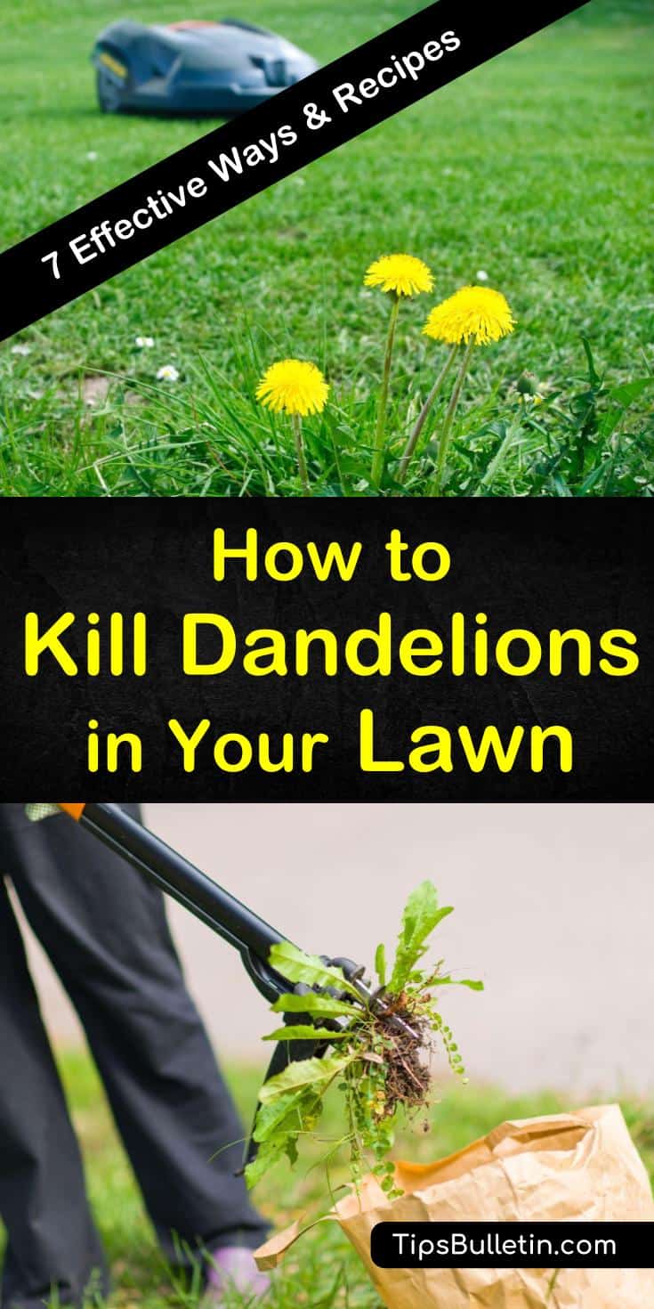 Try these methods for how to kill dandelions in your lawn, including hand-pulling, mowing, and vinegar. Get rid of dandelions using a broadleaf weed killer as a selective herbicide safe to use on grass. Discover preventative measures you can take to keep weeds off your lawn. #kill #dandelions #lawn