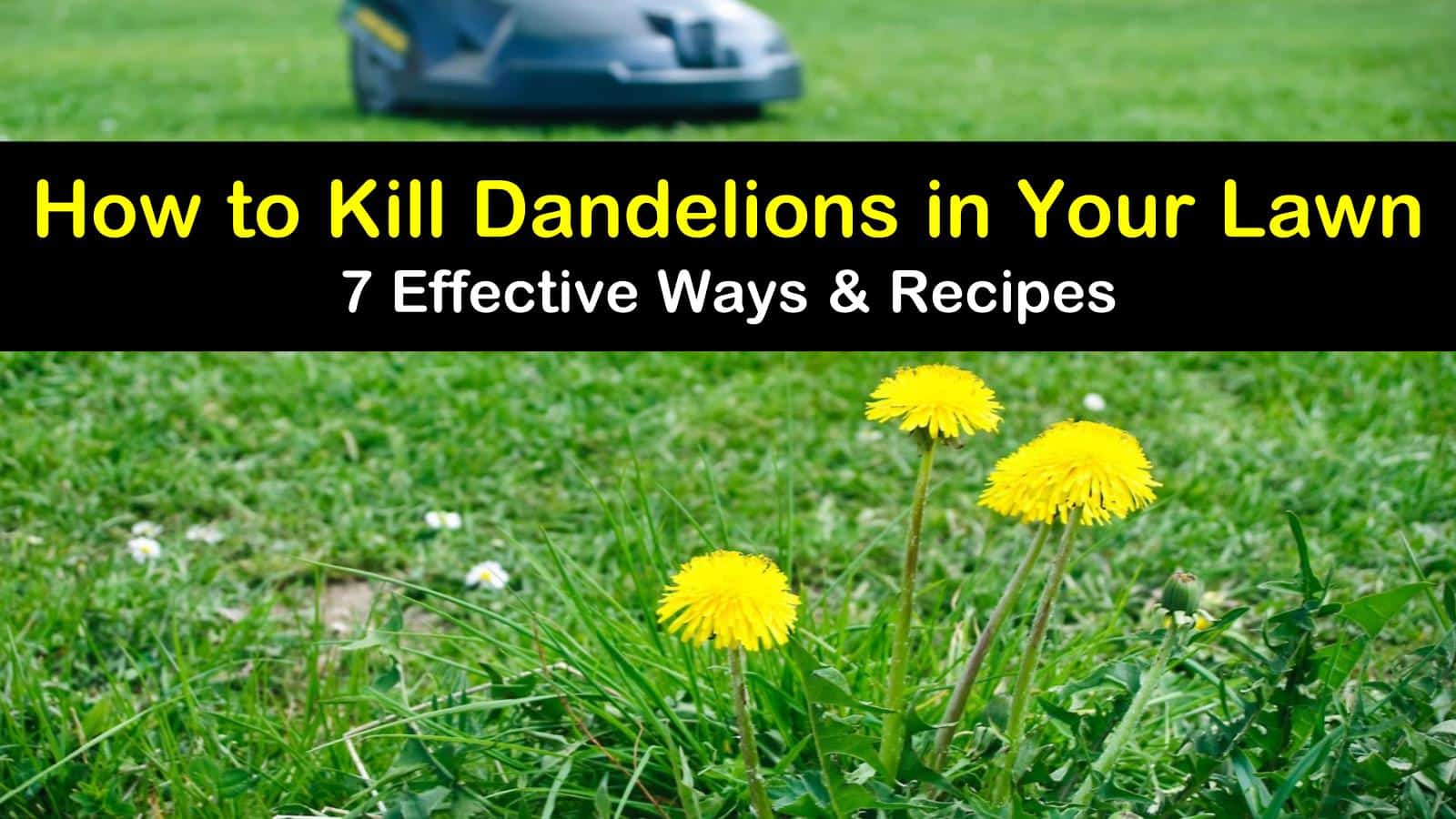 how to kill dandelions in your lawn titleimg1