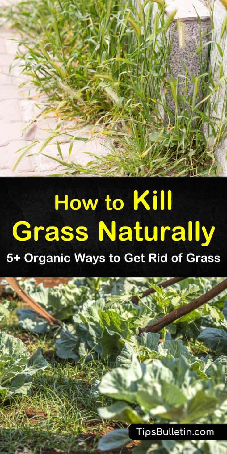 Check out these tips and recipes that show you how to get rid of grass and weeds naturally. Make homemade organic herbicides using vinegar, salt, and baking soda to kill invasive grasses and weeds. #organicgrasskiller #killgrassnaturally #grass