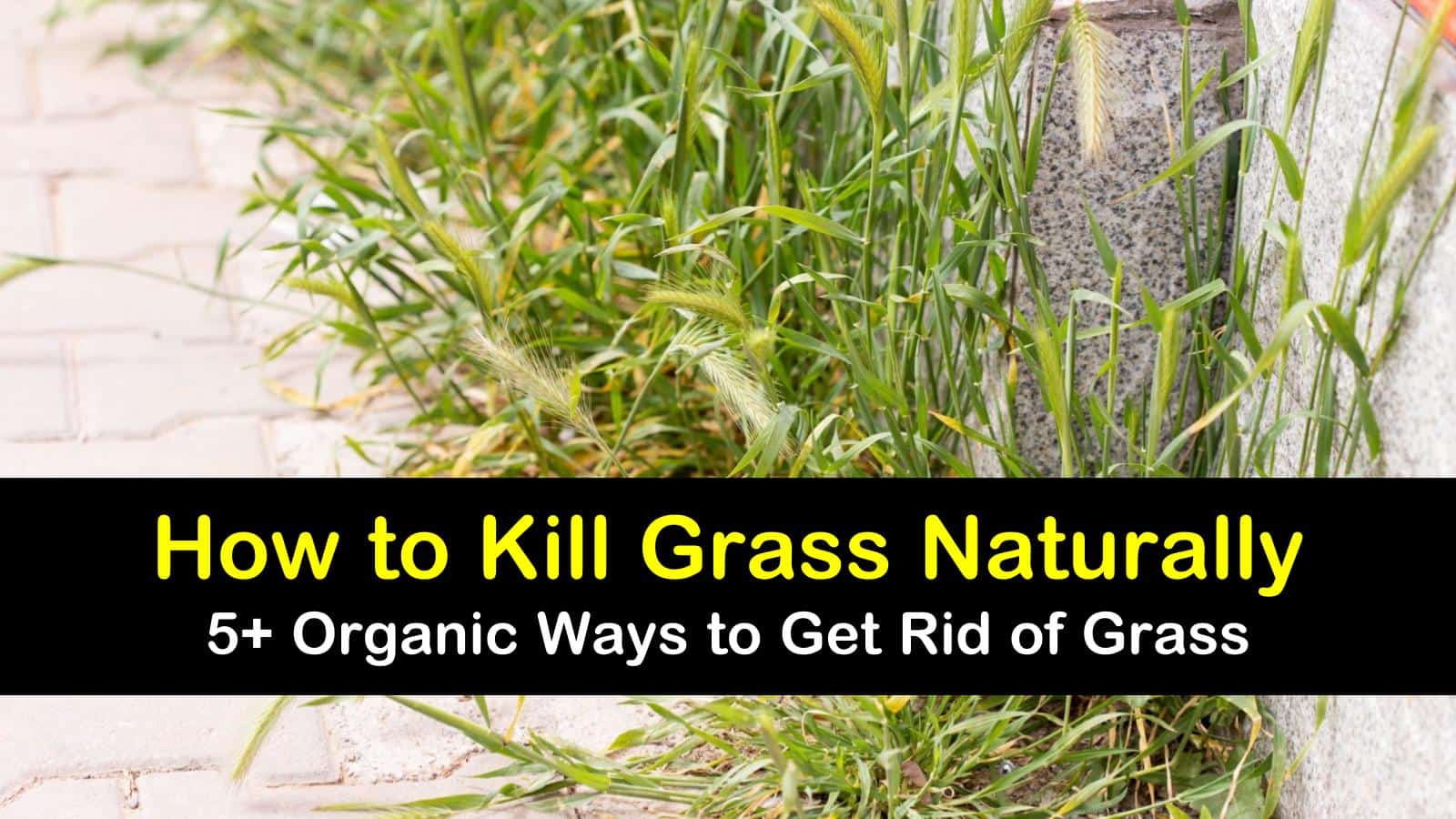 how to kill grass naturally titleimg1