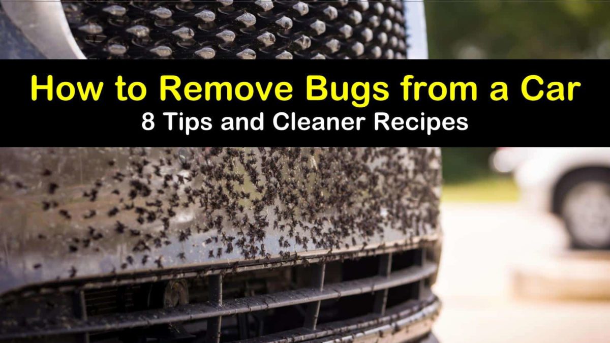 8 Brilliant Ways to Remove Bugs from a Car