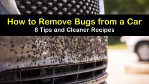 how to remove bugs from a car titleimg1