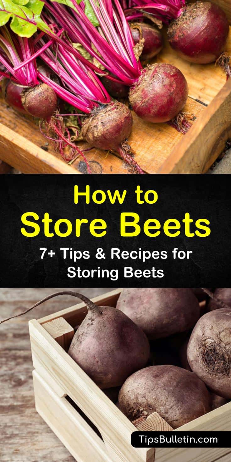 Here are a few tips and recipes to show you the many ways to store beets safely. Store fresh beets from garden in a root cellar, in fridge or freezer. Use our beet canning recipe for long term storage. #storingbeets #howtostorebeets #beetstorage