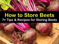 how to store beets titleimg1