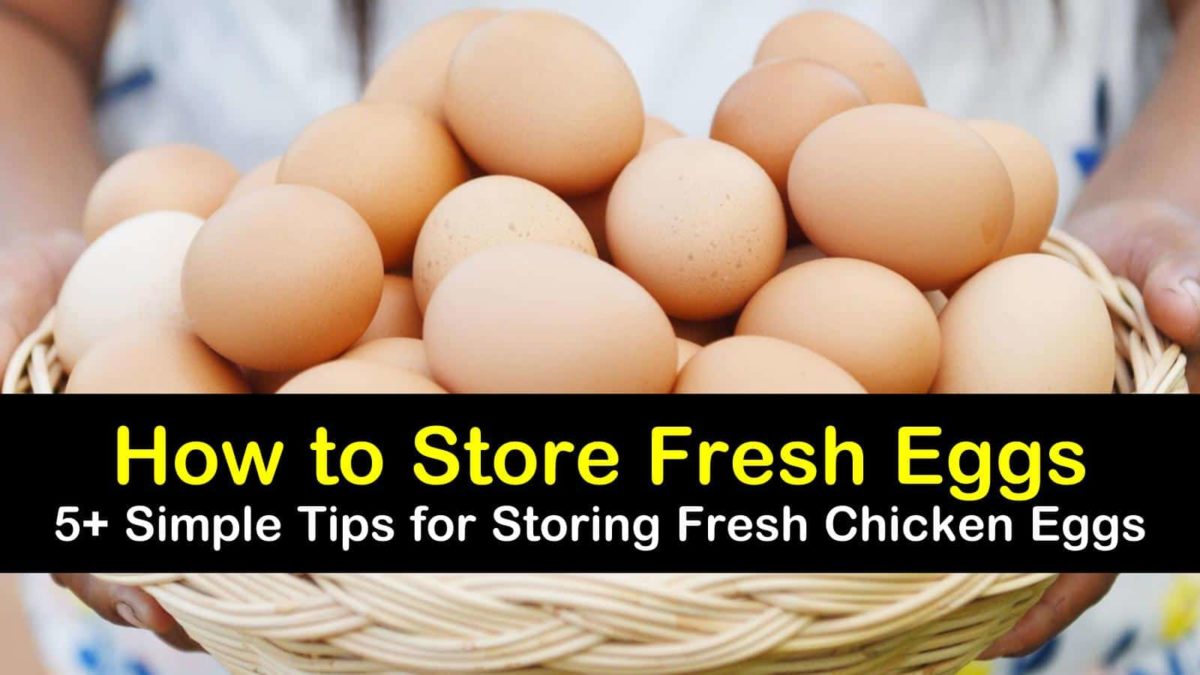 5+ Clever Ways to Store Fresh Eggs