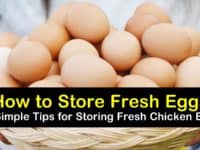 how to store fresh eggs titleimg1