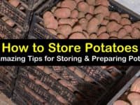how to store potatoes titleimg1