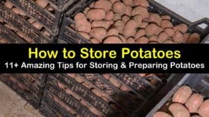 how to store potatoes titleimg1