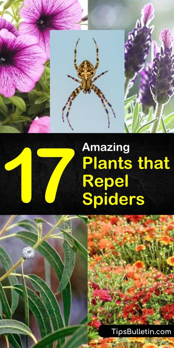 Learn how to transform yards and decks in a way that will help keep spiders at bay. Find out what indoor plants help deter spiders and other flying pests while beautifying your home. #repelspiders #plants #spiders #pestcontrol