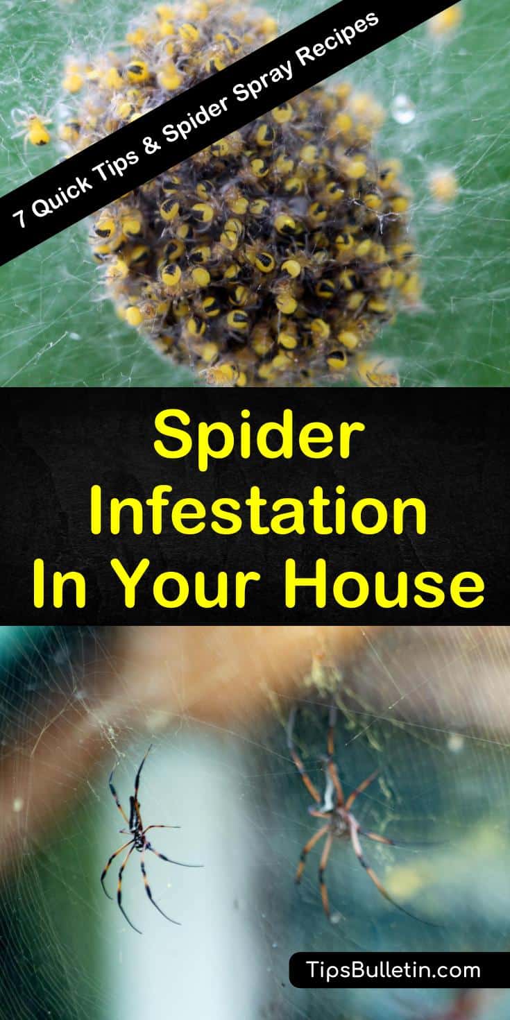 Learn how to deal with a spider infestation in your house with our guide. We give you tips to help you with pest control in your home using common-sense precautions and simple recipes. #spiderinfestation #spiders #eliminatespiders