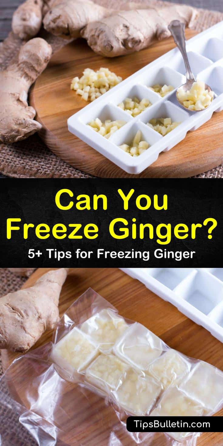 To keep fresh ginger longer you need to learn how to store ginger or how to freeze ginger. You can slice, dice, mince, or puree a piece of ginger for freezing or you freeze the ginger root whole. #ginger #freezeginger #howtofreezeginger