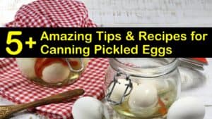 canning pickled eggs titleimg1