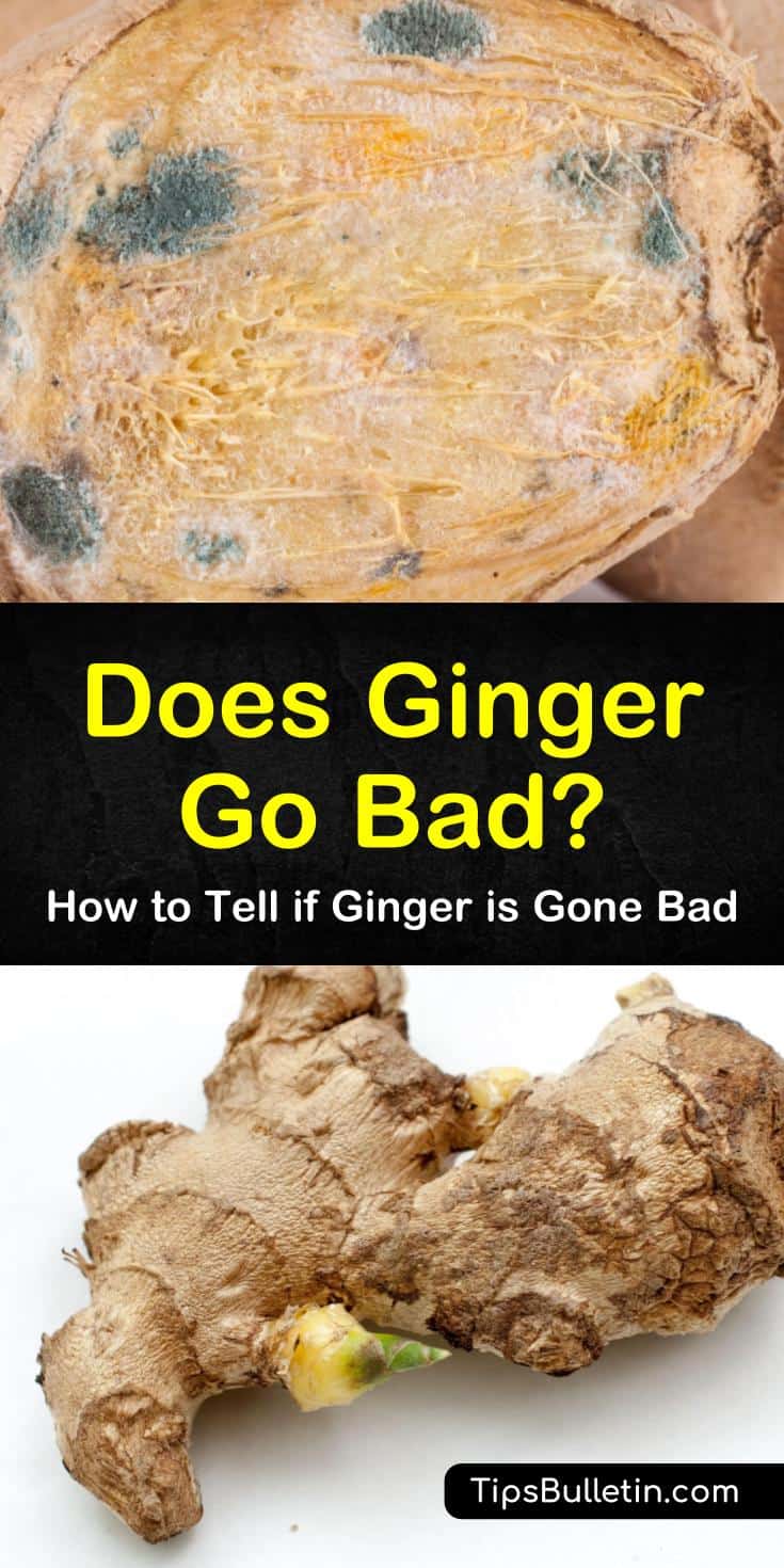 Answer the question, “does ginger go bad” with these helpful tips for tracking the shelf life of ginger. Discover the best ways to store ginger as well as how to know if it’s moldy or not. Try a yummy new recipe using fresh ginger root and honey. #does #ginger #bad