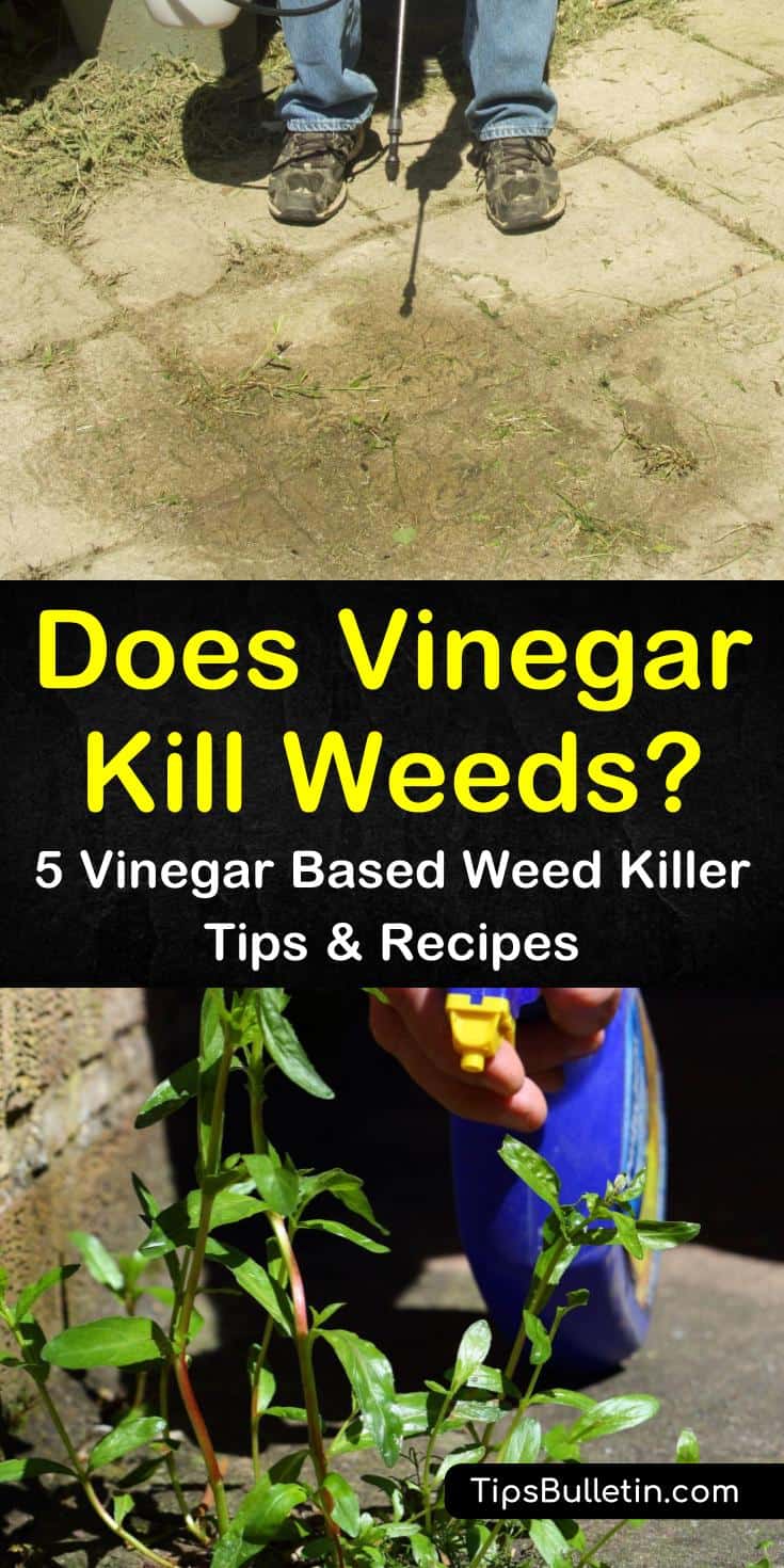 Does vinegar kill weeds for good? If you’re looking for an effective weed killer, these amazing recipes will provide you will all the weed control help you need. Use simple ingredients like dish soap, white vinegar, and gin to effectively eliminate weeds. #vinegar #kill #weeds #garden