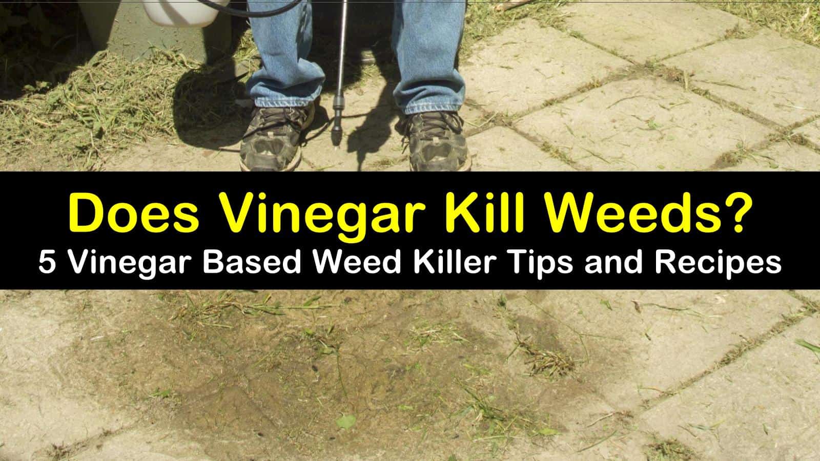 does vinegar kill weeds titleimg1