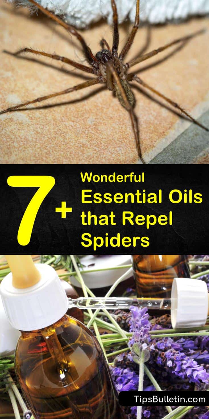 There are several different essential oils you can use to make homemade spider repellant spray. These same oils can also be used to deter many other pests, as well as make your home smell nice. #repelspiders #essentialoils #getridofspiders