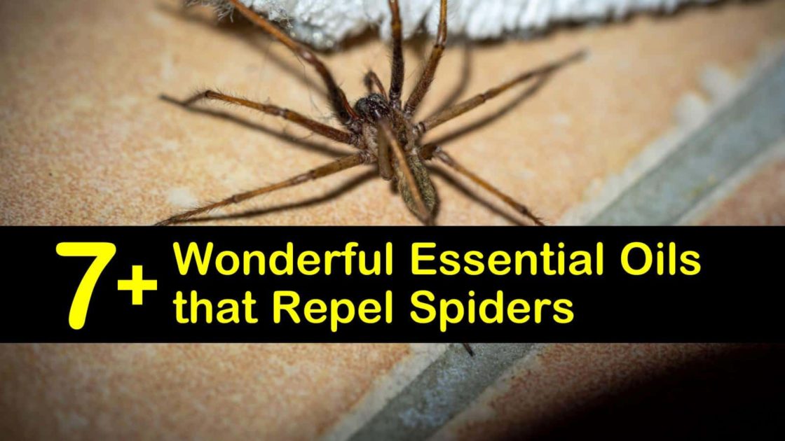 Essential oils to shop repel spiders