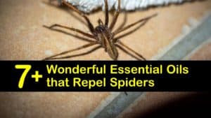 essential oils that repel spiders titleimg1