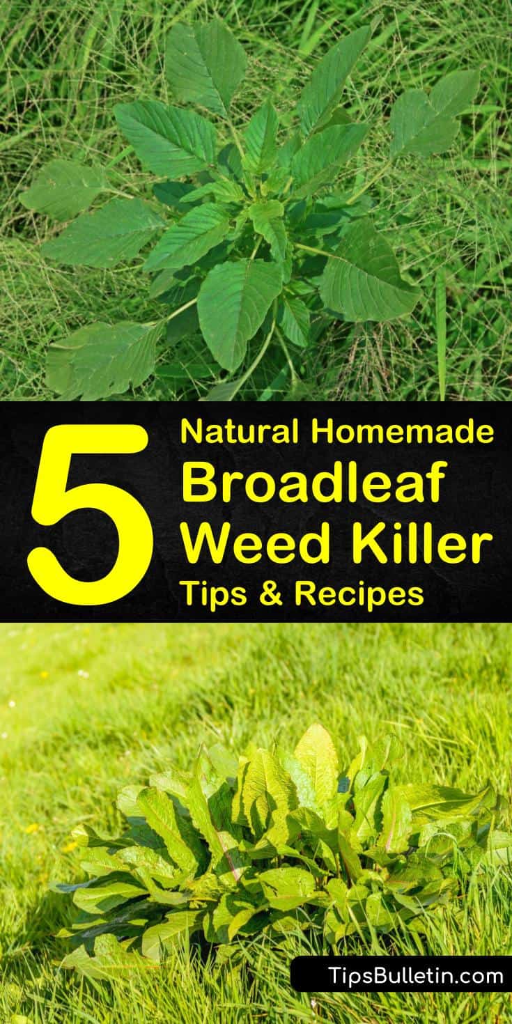 Proper weed control is about knowing how to identify and kill weeds in your lawn and surrounding landscape. To target broadleaf weeds, such as dandelions and plantain, use one of our homemade weed killer recipes. #broadleafweed #killbroadleafweeds #weedkiller