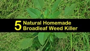 homemade broadleaf weed killer titleimg1