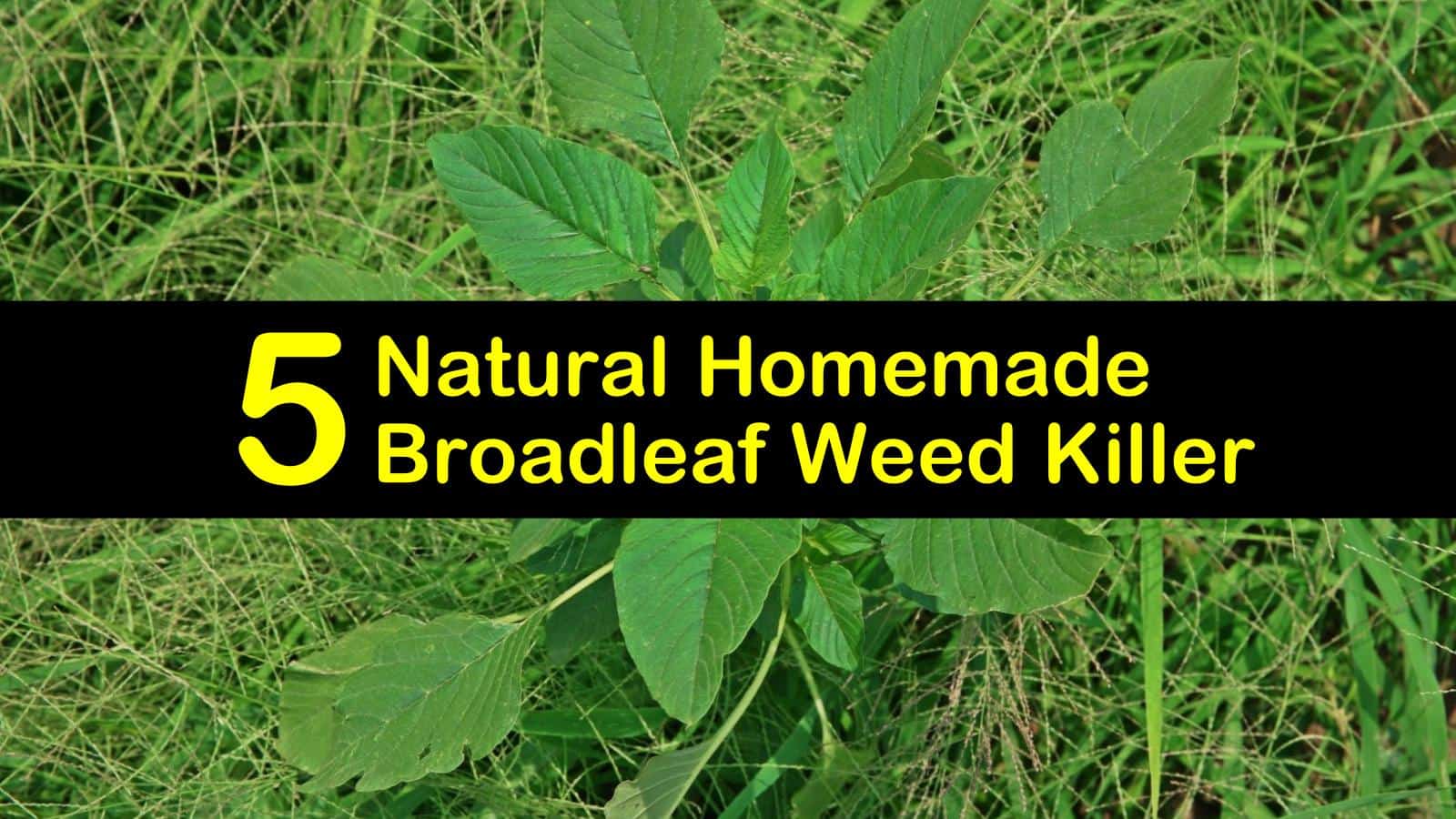 homemade broadleaf weed killer titleimg1