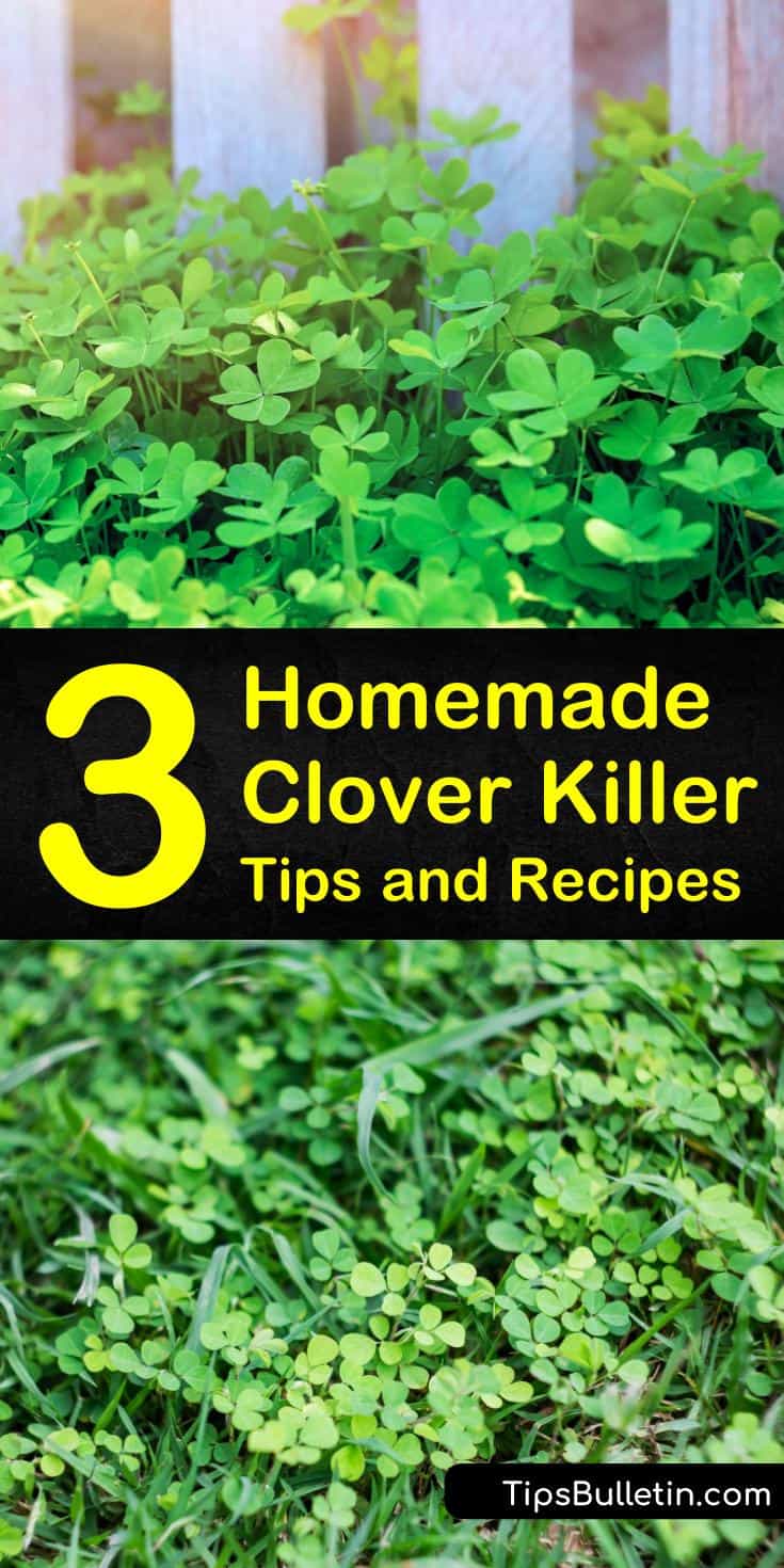 Discover how to maintain a healthy lawn as a form of weed control. We’ll also show you how to make homemade white clover weed killer using dish soap and white vinegar, or by using boiling water to eliminate weeds from your lawn. #homemadecloverkiller #cloverkiller #killclover