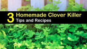 homemade clover killer titleimg1