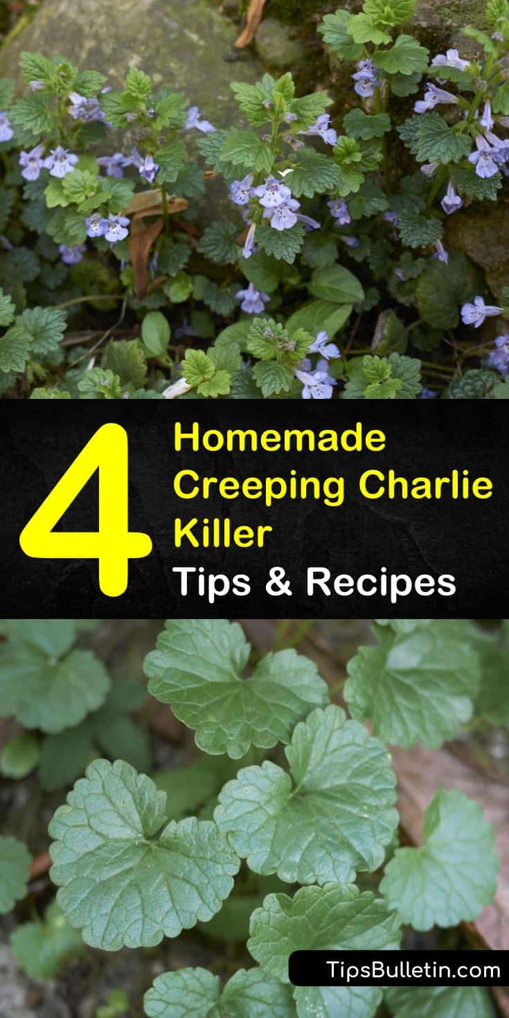 Creeping Charlie is an aggressive ground weed that can cause havoc on your lawn. Remove Creeping Charlie in a few simple steps using Borax, or make a natural weed killer out of vinegar to eliminate invasive ground ivy. #creepingcharliekiller #pestcontrol #creepingcharlieremedy #gardening