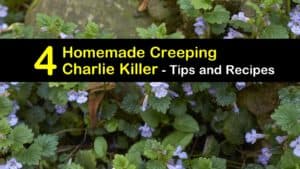homemade creeping charlie killer titleimg1