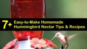 homemade hummingbird nectar recipes titleimg1