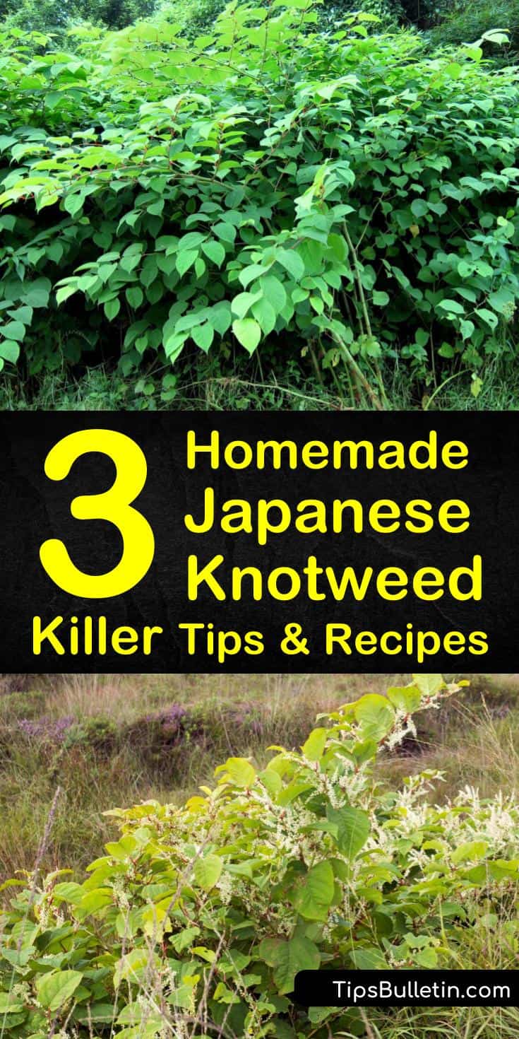 Learn how to kill Japanese knotweed by making your weed killer. This invasive weed regrows through its rhizomes, stems, and seeds and can easily take over your property. Dig the weed out entirely or make a weed-killing spray. #knotweedkiller #japaneseknotweed #homemadeweedkiller