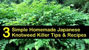 homemade japanese knotweed killer titleimg1
