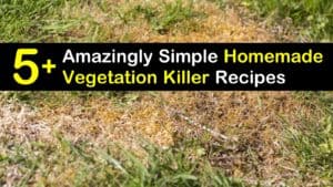 homemade vegetation killer titleimg1