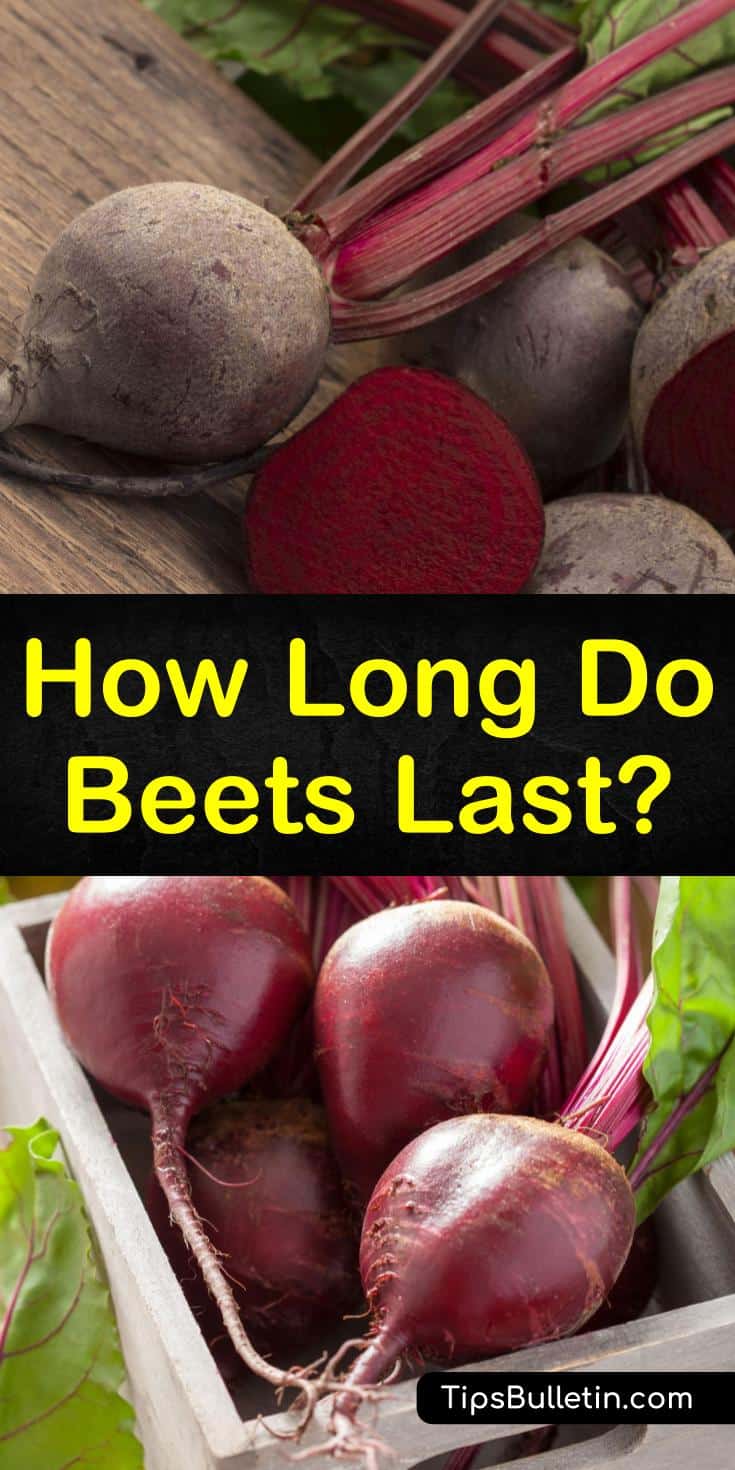 Learn the answer to the question “how long do beets last,” and find out how preserve your veggies for long term with our guide. We show you how to keep your beets fresh and tasting delicious all year long. #beets #beetstorage #preservebeets