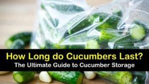 how long do cucumbers last titleimg1