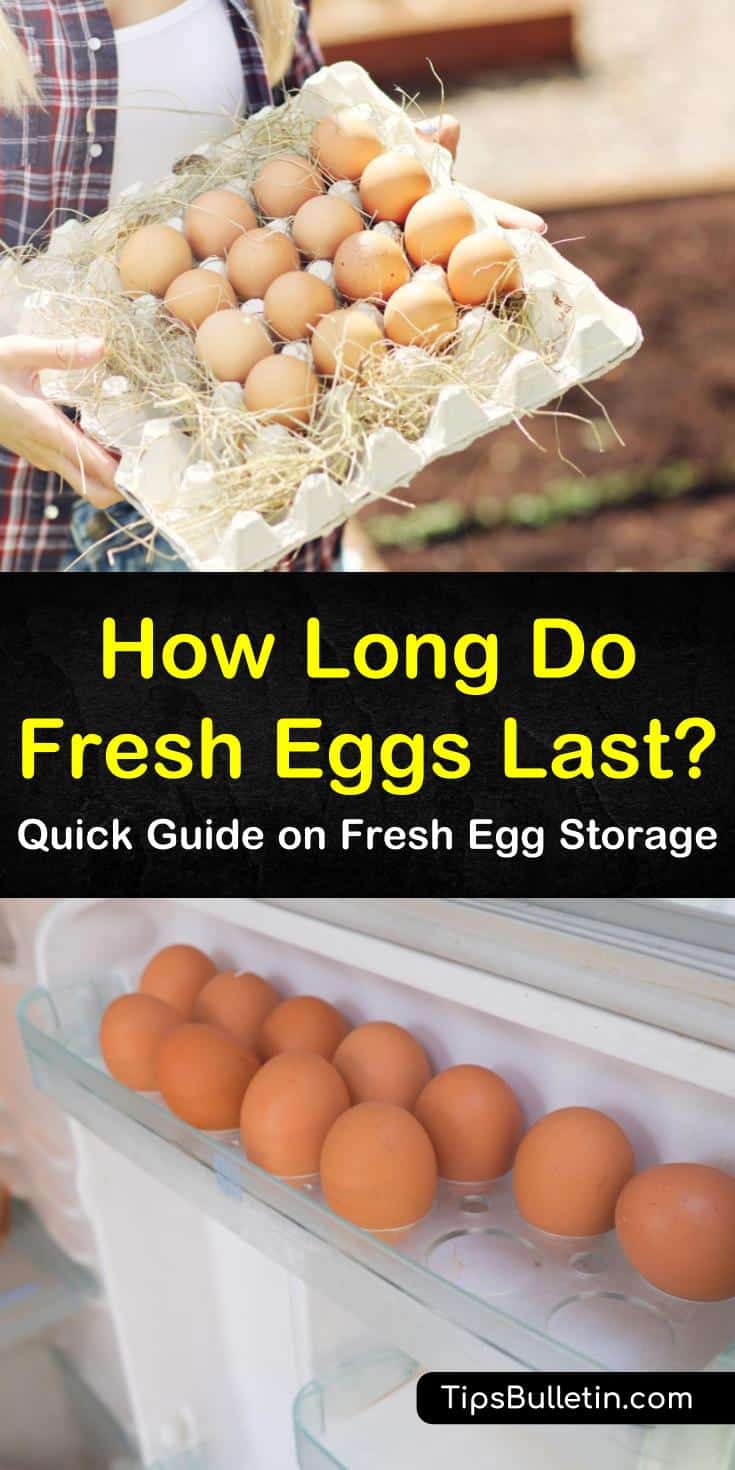 Store fresh eggs, unrefrigerated at room temperature by using a few simple guidelines. Because eggshells are porous, unwashed eggs will stay fresh longer. You can also store those fresh eggs in the fridge for a longer storage time. #eggs #howlongdoeggslast #storeeggs