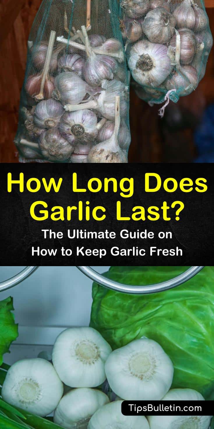 Curious to know how long does garlic last at room temperature, when frozen, or refrigerated? Learn the best ways to store garlic with helpful pickling recipes and how to increase their shelf life with olive oil. You can also try a tasty new way to make garlic bread. #garlic #last #storegarlic