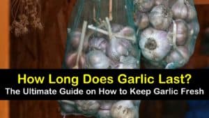 how long does garlic last titleimg1