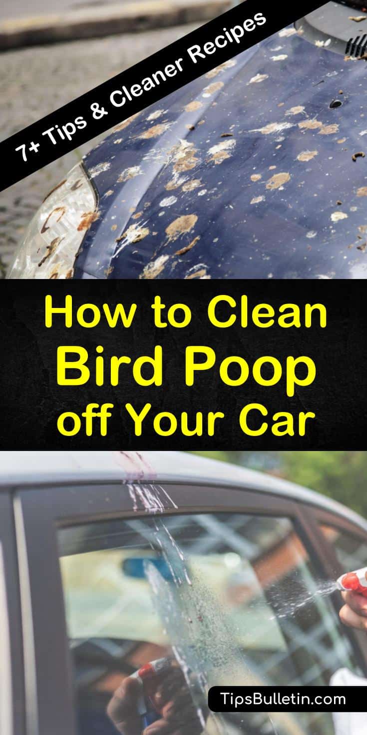 If you park under a tree, you are going to end up with bird droppings on your car. Don’t let the bird poop sit there and eat away at your paint. Learn various ways that you can remove it. #birdpoop #birdpooponcar #cleanbirdpoop