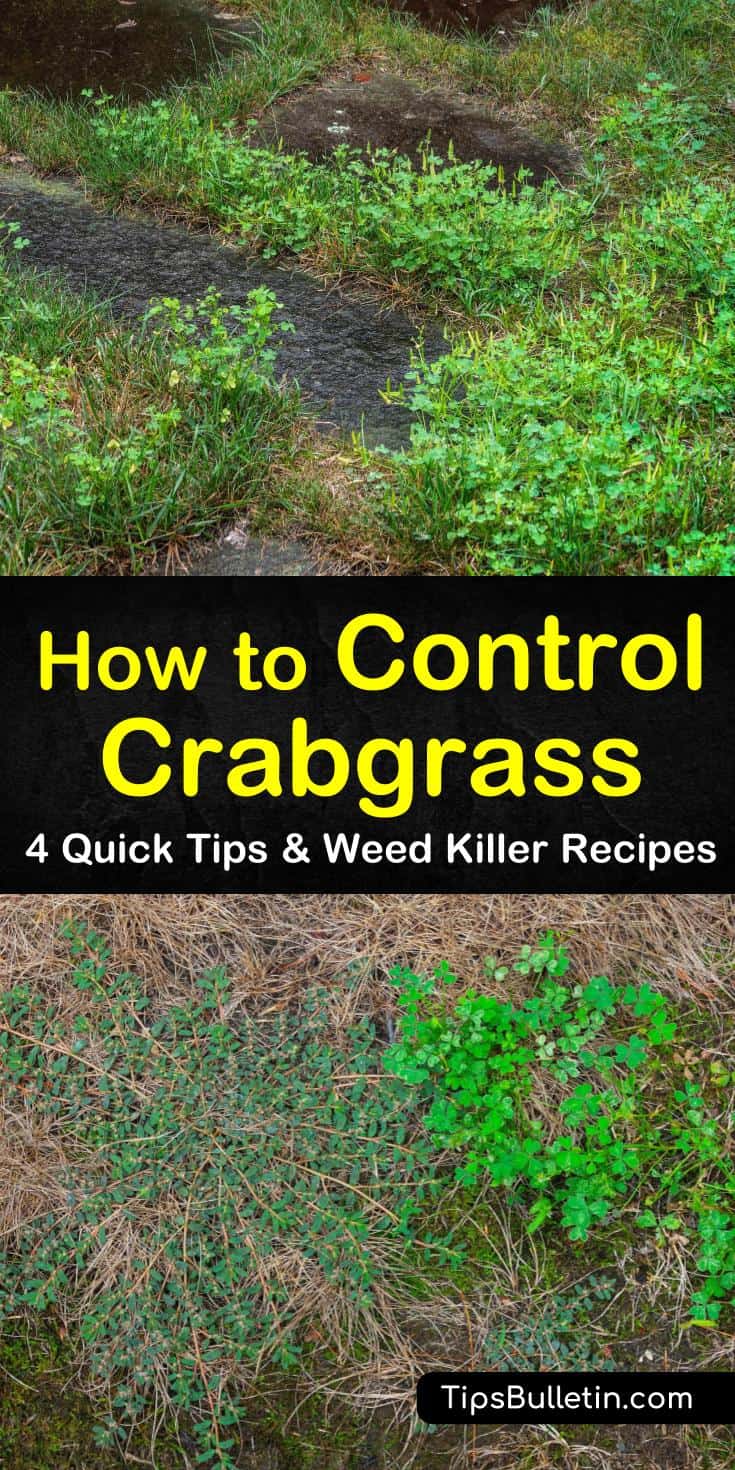 Crabgrass seeds, when left alone, turn into crabgrass plants, which cannot be controlled solely by mowing. Let us show you how easy crabgrass control really easy with a few tips and recipes. #controlcrabgrass #crabgrass #gardening