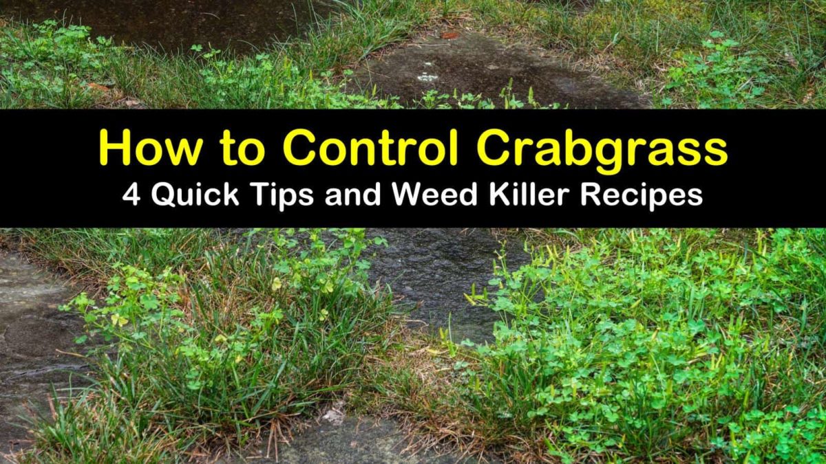 4 Quick Tips to Control Crabgrass
