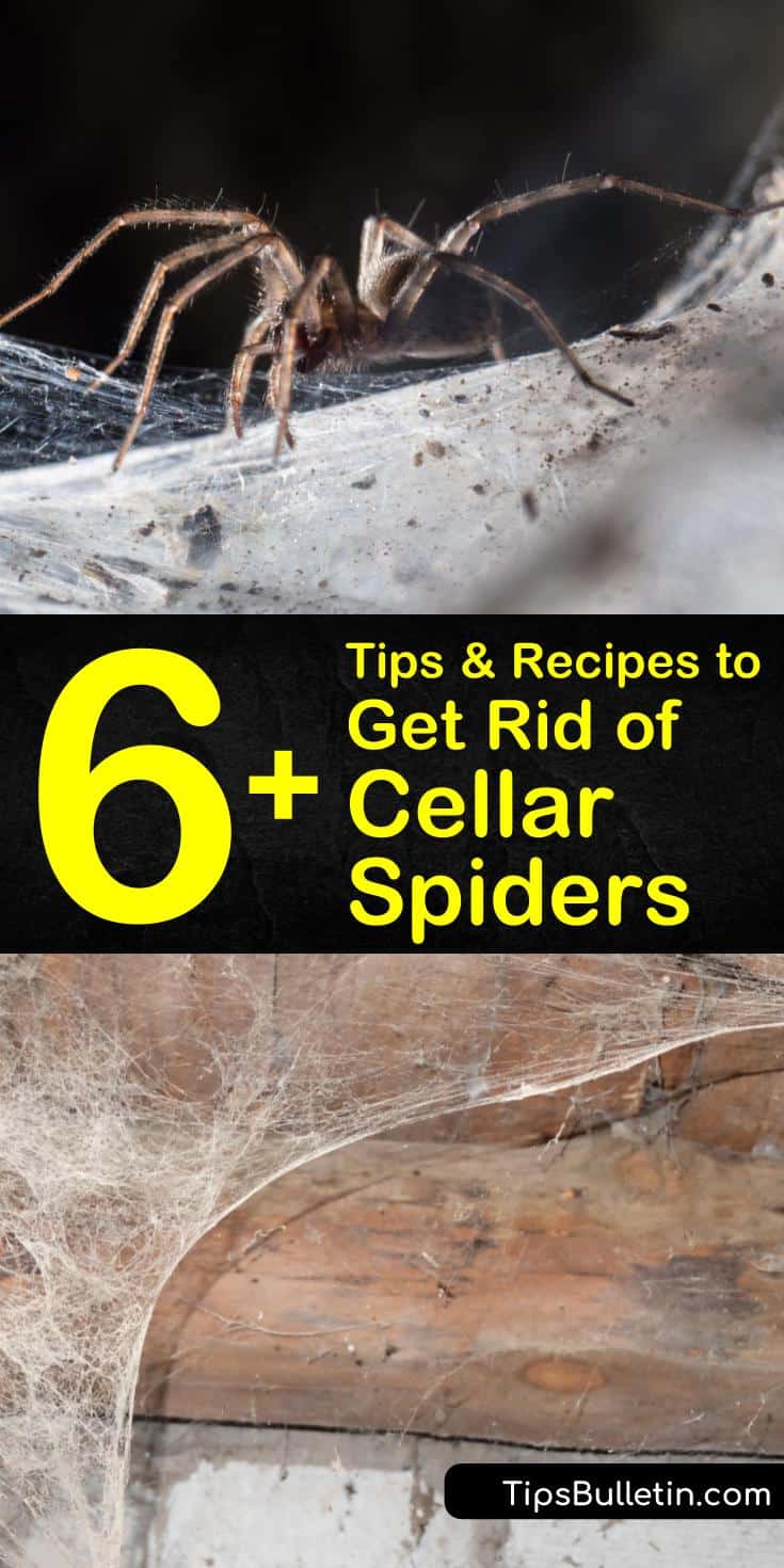 Spiders can be a nuisance in the cellar or basement of your house. Learn how to kill and control cellar spiders using natural remedies such as essential oils, white vinegar, and dish soap, and control cellar spiders by using a dehumidifier. #killcellarspiders #cellarspider #getridofspiders