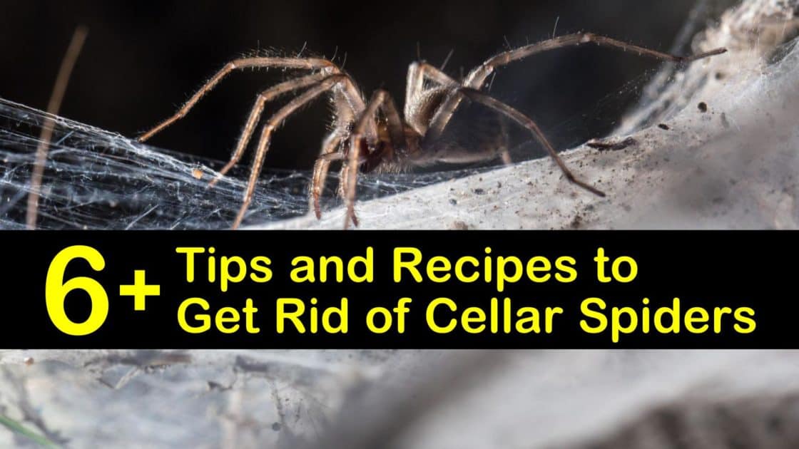 spiders tipsbulletin