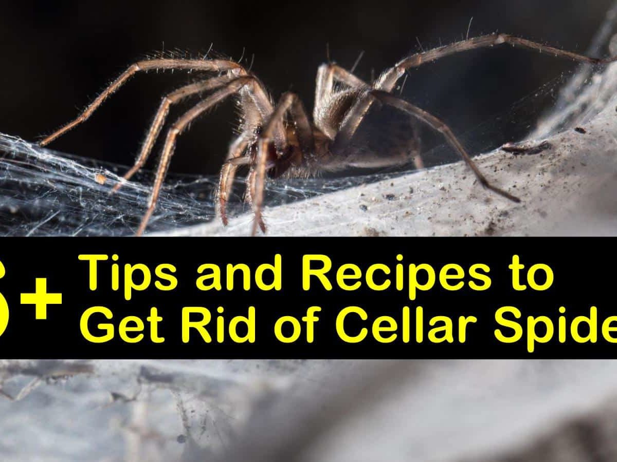 Cellar Spiders, How To Get Rid Of Spiders In My Finished Basement