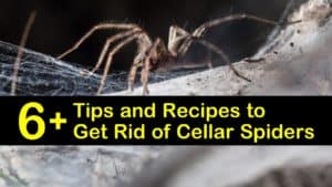 how to get rid of cellar spiders titleimg1